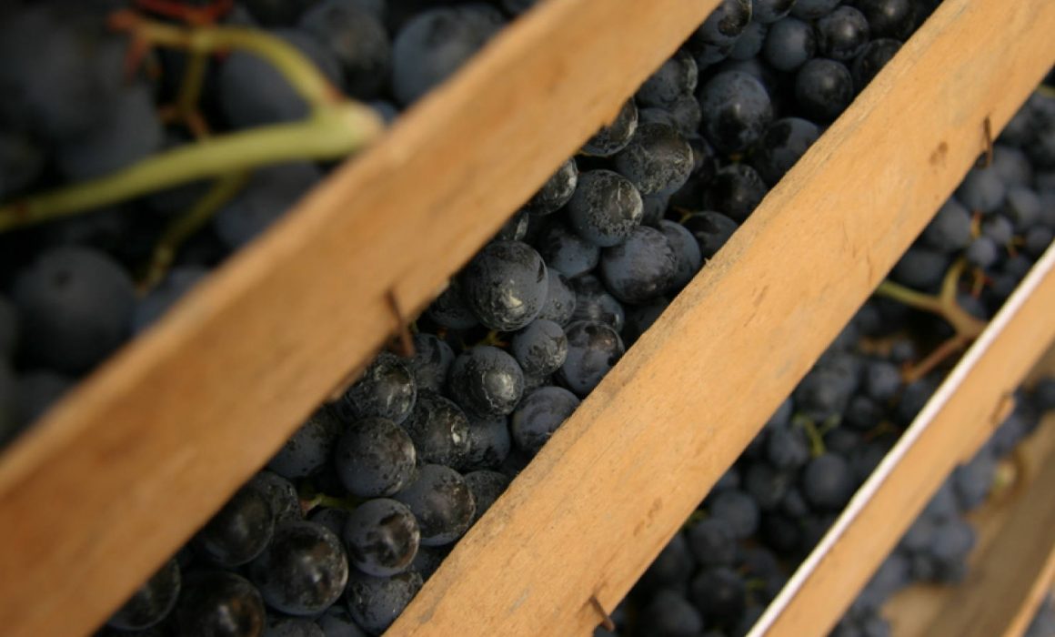amarone valpolicella