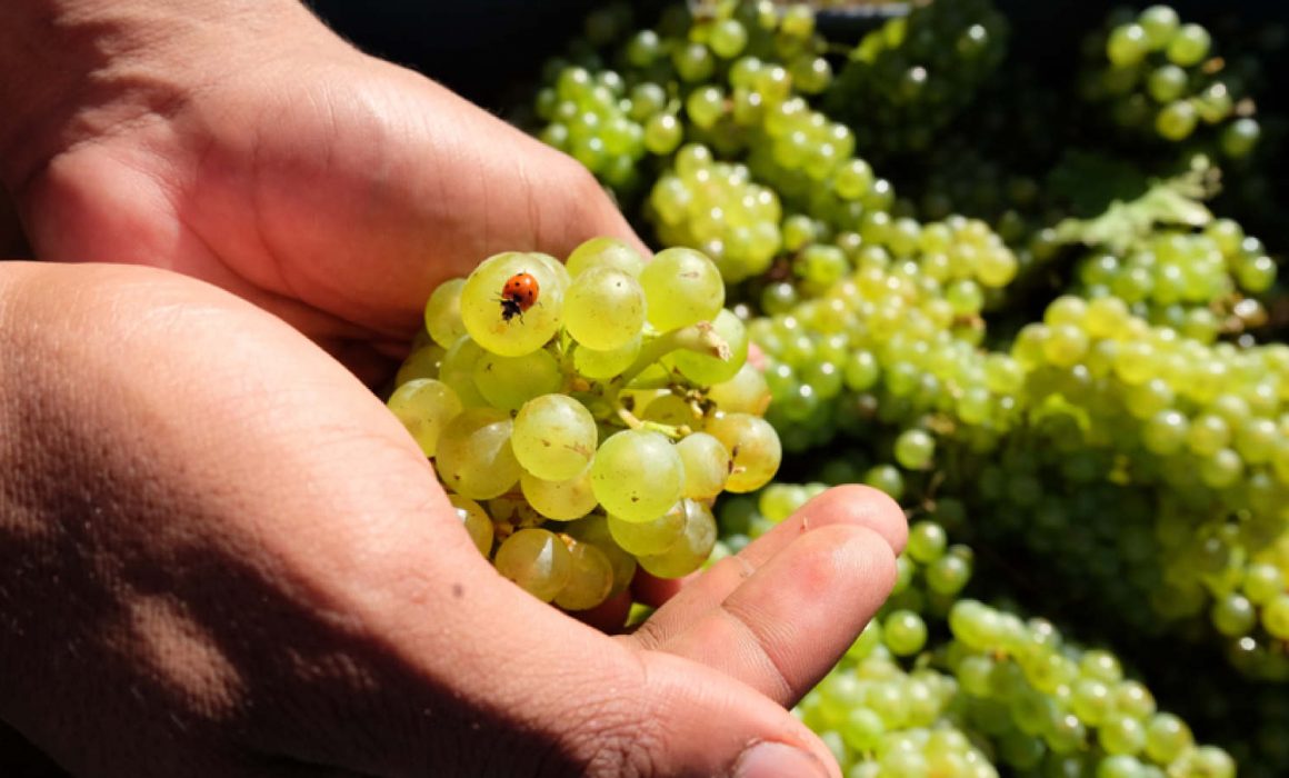 vini naturali